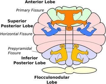 This anatomical and functional diagram illustrates the somatotopic organization of the human cerebellum across its four primary lobes: the Anterior Lobe, Superior Posterior Lobe, Inferior Posterior Lobe, and Flocculonodular Lobe. Key anatomical landmarks identified include the Primary Fissure (separating the anterior and posterior lobes), the Horizontal Fissure, and the Prepyramidal Fissure. The diagram features stylized homunculi representing multiple body maps within the cerebellar cortex. An inverted orange homunculus is shown in the Anterior Lobe, representing the primary sensorimotor map. In the Superior Posterior Lobe, secondary representations are depicted in blue. The Inferior Posterior Lobe contains a third upright representation shown in yellow. Specialized finger representations are localized within Lobule VI (indicated by pink shading). This illustration highlights the discrete spatial arrangement of body part representations—somatotopy—across different cerebellar lobules, which is essential for understanding the organ's role in motor planning, sequence detection, and cognitive processes like arithmetic and language. The vertical arrangement demonstrates the topographical relationship between the anatomical fissures and the functional sensory/motor areas.