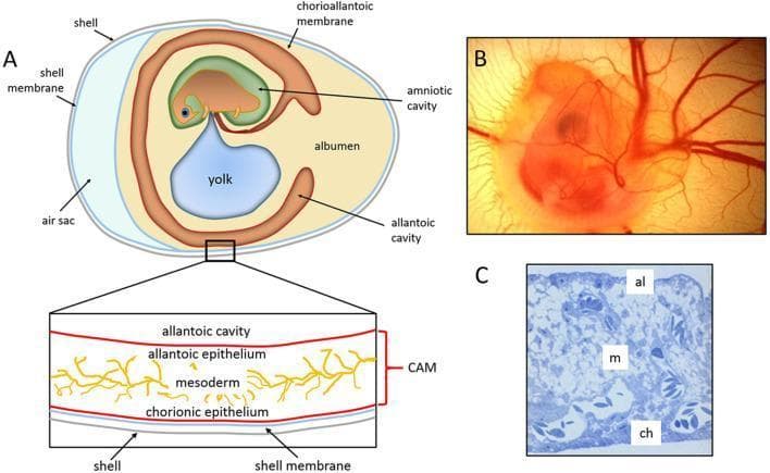This composite educational graphic details the structure and development of the chick embryo chorioallantoic membrane (CAM), a common in vivo model for studying angiogenesis and inflammation.
Panel A presents a schematic anatomical diagram of a 5-day-old embryo in ovo, labeling the shell, shell membrane, air sac, albumen, yolk, and amniotic cavity. A high-magnification cross-section illustrates the CAM's trilaminar structure: the allantoic epithelium (inner), the vascularized mesoderm, and the chorionic epithelium (outer, adjacent to the shell membrane).
Panel B shows a clinical-style photograph of a 5-day-old chick embryo in ovo, demonstrating a dense radiating network of blood vessels consistent with early-stage angiography.
Panel C provides a histological semithin section of a 12-day-old CAM, stained to highlight cellular morphology. The labels identify the allantoic epithelium (al), the thick stromal mesoderm (m) containing numerous cross-sections of blood vessels and capillaries, and the chorionic epithelium (ch). This content is relevant for researchers studying developmental biology, vascular pathologies, and wound healing models.