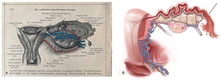 A side-by-side comparison of female pelvic anatomy illustrations. Figure A is a historical anatomical diagram from a 1903 atlas (Dr. Carl Toldt), providing a posterior view of the uterus, adnexa, and parametrium with extensive German and Latin labeling. Key structures include the uterine wall layers (Tunica muscularis and serosa), the cervical canal (Canalis cervicis), and the fallopian tube (Pars uterina, Isthmus, and Ampulla tubae). It details the epoophoron, mesosalpinx, and the fimbriated end near the ostium abdominale. Figure B is a modern medical illustration by Markus Voll, showing a coronal sectional view of the uterus and adnexa. This modern rendering emphasizes the intricate vascular supply, depicting the dense network of uterine arteries and veins within the myometrium. It also highlights the internal mucosal folds of the fallopian tube and the anatomical relationship with the ovary. Both images serve to demonstrate the consistency of anatomical knowledge and the evolution of medical visualization techniques in gynecology and pelvic surgery.
