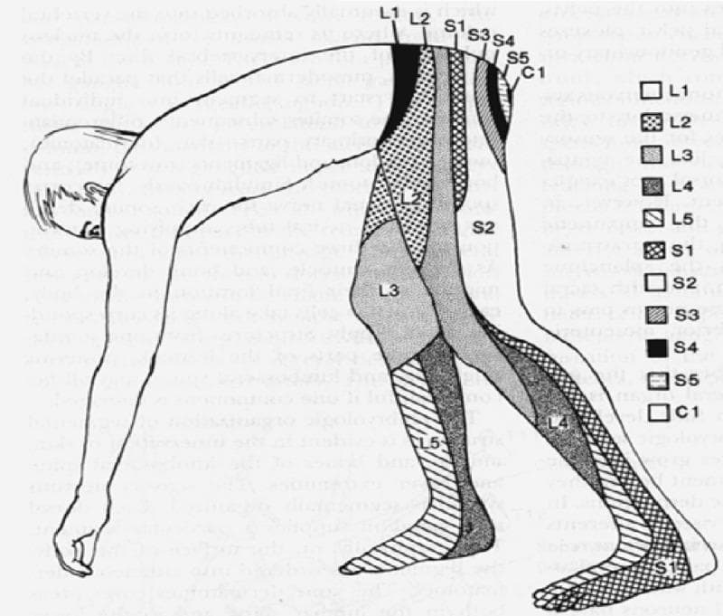 Anatomical diagram depicting a human dermatome map of the lumbosacral and coccygeal regions, shown from a lateral, bent-over perspective to highlight the sensory distribution along the lower extremities and posterior trunk. The illustration uses distinct shading patterns and alphanumeric labels to delineate specific cutaneous areas innervated by individual spinal nerve roots. Key segments include the lumbar dermatomes L1 through L5, sacral dermatomes S1 through S5, and the coccygeal dermatome C1. Visually, L1 covers the inguinal and hip region, L2-L3 transition down the anterior and lateral thigh, and L4-L5 extend down the lower leg to the dorsal foot. Sacral segments S1 and S2 cover the posterior leg and heel, while S3-S5 and C1 are concentrated in the perineal and gluteal regions. This medical illustration is a standard educational tool for neurological examinations, aiding in the localization of spinal nerve root compression or radiculopathy based on sensory loss patterns.