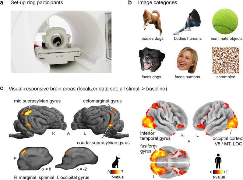 An educational infographic summarizing a comparative functional magnetic resonance imaging (fMRI) study on visual processing in dogs and humans.
Panel A shows the experimental setup with a dog positioned inside a 3T MRI scanner using a custom-made head coil. Panel B illustrates the six stimulus categories: canine bodies, human bodies, inanimate objects (tennis ball), canine faces, human faces, and scrambled control images.
Panel C displays statistical parametric maps of visual-responsive brain areas (all stimuli > baseline) projected onto species-specific cortical surfaces. In dogs, activation is localized to the mid suprasylvian gyrus, ectomarginal gyrus, caudal suprasylvian gyrus, and marginal/splenial regions, with t-values ranging from 0 to 7. In humans, activation is prominent in the inferior temporal gyrus, fusiform gyrus, and occipital cortex (including V5/MT and the lateral occipital cortex), with t-values ranging from 0 to 13. The image demonstrates the comparative neuroanatomy of the ventral visual stream and the specialization of higher-order sensory cortices across species for animate and inanimate stimulus perception.