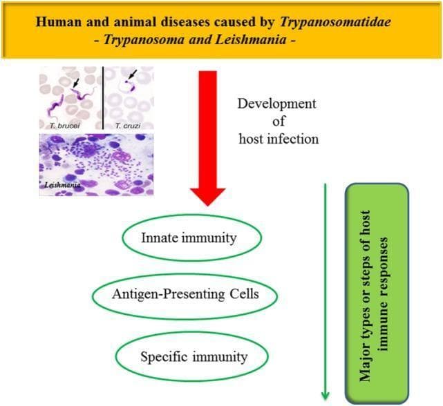 Educational infographic and clinical microscopy composite titled 'Human and animal diseases caused by Trypanosomatidae - Trypanosoma and Leishmania'. The visual includes three Giemsa-stained clinical photographs: Trypanosoma brucei (showing an elongated, undulating trypomastigote in a blood smear), Trypanosoma cruzi (showing a characteristic C-shaped trypomastigote with a large kinetoplast indicated by an arrow), and Leishmania (demonstrating numerous intracellular amastigotes within a host macrophage, appearing as small purple-stained dots). A central red arrow labeled 'Development of host infection' points toward a conceptual flowchart of the host immune response. This flowchart identifies three major stages: Innate immunity, Antigen-Presenting Cells (APCs), and Specific immunity. A vertical green bar on the right summarizes these as 'Major types or steps of host immune responses'. The content illustrates the intersection of clinical parasitology and immunology, focusing on the pathophysiology of African Trypanosomiasis, Chagas disease, and Leishmaniasis.