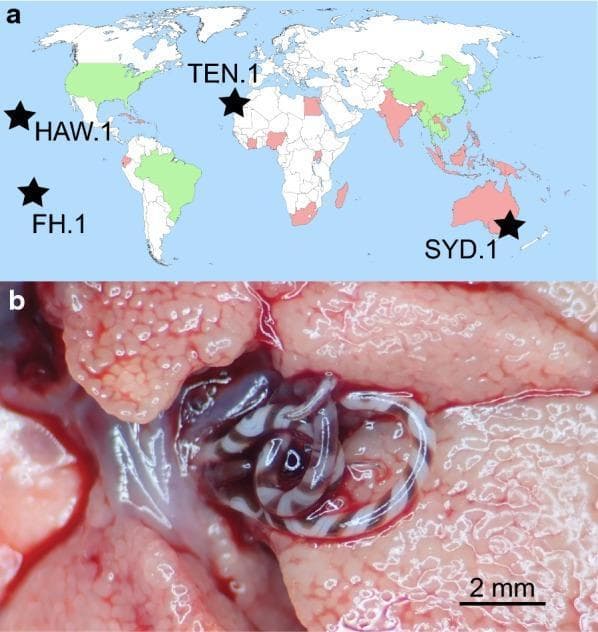 Educational composite illustrating the global epidemiology and clinical pathology of Angiostrongylus cantonensis, the primary cause of eosinophilic meningitis in humans. Panel (a) is a global distribution map highlighting regions endemic to the parasite. Green-shaded areas (including parts of North America, South America, and East Asia) indicate confirmed presence with available cox1 genetic sequences, while red-shaded areas (sections of South America, Africa, South Asia, and Australia) indicate presence without cox1 genetic confirmation. Black stars mark specific study collection sites: Hawaii (HAW.1), Fatu Hiva (FH.1), Tenerife (TEN.1), and Sydney (SYD.1). Panel (b) is a high-magnification clinical photograph of a dissected pulmonary artery from a Polynesian rat (Rattus exulans), a definitive host. It demonstrates multiple adult female worms within the vascular lumen. The worms exhibit a characteristic 'barber-pole' appearance due to the intertwining of the dark intestine and white uterine tubes. A 2 mm scale bar is provided for morphological reference. The image is designed for parasitology and infectious disease education regarding zoonotic foodborne nematodiasis.