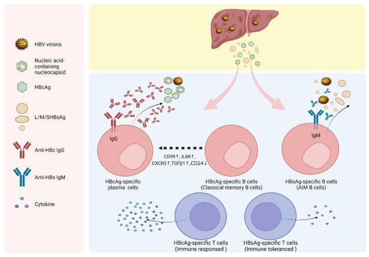 This pathophysiology diagram illustrates the differential immune responses to Hepatitis B core antigen (HBcAg) and surface antigen (HBsAg) in the context of chronic HBV infection. The diagram depicts a liver releasing HBV virions, nucleocapsids, and soluble antigens. The immune response is divided into two distinct pathways: the HBcAg-specific pathway and the HBsAg-specific pathway. In the HBcAg pathway, classical memory B cells differentiate into HBcAg-specific plasma cells, characterized by high expression of CD99, IL6R, CXCR3, and TGFB1, alongside low CD24. These cells actively secrete anti-HBc IgG and stimulate HBcAg-specific T cells, leading to a robust immune response. Conversely, the HBsAg pathway shows HBsAg-specific B cells exhibiting an atypical memory (AtM) phenotype. These cells produce anti-HBs IgM but are associated with HBsAg-specific T cells in a state of immune tolerance, characterized by reduced cytokine production. The visual highlights how high levels of surface antigens contribute to B-cell dysfunction and T-cell exhaustion compared to the more activated core-antigen response.