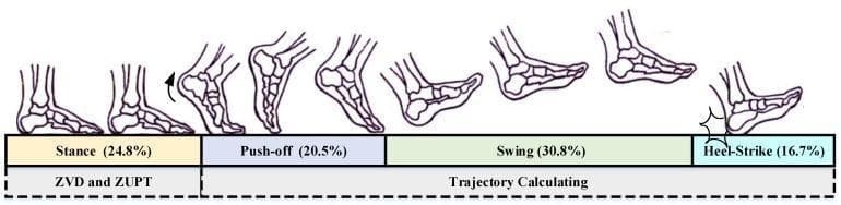 This medical diagram illustrates the four primary phases of the human gait cycle through a series of anatomical foot and ankle sketches. The phases are divided as follows: 1) Stance Phase (24.8%): The foot is shown flat on the supporting surface, coinciding with Zero-Velocity Detector (ZVD) and Zero-Velocity Update (ZUPT) calculations. 2) Push-off Phase (20.5%): The heel lifts, and the metatarsals/toes provide propulsion. 3) Swing Phase (38.0%): The foot is completely off the ground and moving forward through space. 4) Heel-Strike Phase (16.7%): The cycle concludes with initial contact of the heel on the ground. The diagram also maps these biomechanical stages to technical positioning tasks, showing that trajectory calculating occurs during the push-off, swing, and heel-strike phases. This visual is designed to explain the temporal distribution and kinematic transitions of walking, useful in physical therapy, biomechanics, and rehabilitation medicine.