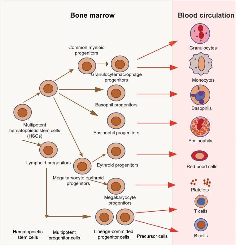 An educational flow diagram illustrating the process of human hematopoiesis, demonstrating the differentiation of hematopoietic stem cells (HSCs) into mature blood cells. The diagram is divided into two primary compartments: Bone Marrow (left, light beige background) and Blood Circulation (right, light pink background). The process begins with multipotent HSCs, which transition through several stages including multipotent progenitor cells, lineage-committed progenitor cells (such as common myeloid, lymphoid, and megakaryocyte-erythroid progenitors), and precursor cells. The terminal stage shows fully differentiated cells entering the blood circulation, including granulocytes (multilobed nuclei), monocytes (kidney-bean nuclei), basophils (blue granules), eosinophils (red granules), red blood cells (enucleated), platelets (fragments from megakaryocytes), and T/B lymphocytes. While progenitor cells are depicted with uniform morphology (large central nuclei and light brown cytoplasm), the mature cells exhibit distinct staining characteristics and nuclear shapes critical for hematological identification. This diagram serves as a clinical algorithm for understanding myeloid and lymphoid lineage development.