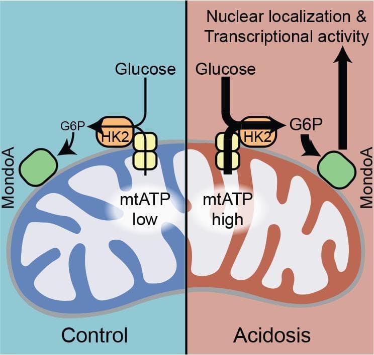 This pathophysiology diagram illustrates the cellular mechanism by which acidosis regulates MondoA transcriptional activity. The schematic is divided into two comparative states: 'Control' (blue background) and 'Acidosis' (red background). Key components include a mitochondrion, Hexokinase 2 (HK2), the MondoA protein, and metabolic intermediates glucose and glucose-6-phosphate (G6P). Under control conditions, mitochondrial ATP (mtATP) levels are low, and HK2 is bound to the outer mitochondrial membrane. Glucose is converted to G6P by HK2, resulting in basal MondoA interaction. In the 'Acidosis' state, a shift in pH drives a significant increase in mtATP production. This high mtATP concentration facilitates enhanced HK2 enzymatic activity at the mitochondrial surface, leading to increased production of G6P. The elevated G6P levels trigger MondoA to undergo nuclear localization and increased transcriptional activity, as indicated by a large upward arrow toward the nucleus. This diagram demonstrates how metabolic sensing of mitochondrial energy charge and cytoplasmic glucose levels are integrated via HK2 to control gene expression under conditions of metabolic stress or altered pH.