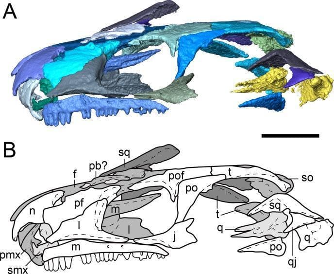 Anatomical diagram and segmented visualization of a skull in left lateral profile, categorized under clinical imaging and skeletal anatomy. Panel A presents a three-dimensional segmented visualization with a color-coded palette to distinguish individual osseous structures. Panel B is a corresponding outline drawing with anatomical labels. Key structures include the nasal (n), frontal (f), and parietal (p) bones of the skull roof; the prefrontal (pf), postfrontal (pof), postorbital (po), and jugal (j) bones surrounding the orbit; and the maxilla (m) and premaxilla (pmx) of the upper jaw containing teeth. Posteriorly, the squamosal (sq), tabular (t), quadrate (q), and quadratojugal (qj) define the temporal region. The diagram highlights a significant temporal emargination. This educational material focuses on cranial osteology, sutural relationships between dermatocranial elements, and the morphological identification of skeletal components for diagnostic or comparative anatomy studies.