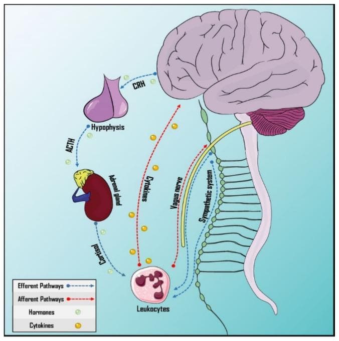 This pathophysiology diagram illustrates the bidirectional neuro-immune communication pathways of the psychoneuroimmunology (PNEI) system. It depicts the afferent (red dotted arrows) and efferent (blue dashed arrows) connections between the central nervous system and the immune system. The humoral efferent pathway highlights the Hypothalamus-Pituitary-Adrenal (HPA) axis, showing the sequence of CRH from the brain to the hypophysis, ACTH to the adrenal gland, and the subsequent release of cortisol. The neural pathways demonstrate the autonomic nervous system's involvement, specifically the vagus nerve (parasympathetic) and the sympathetic nervous system chain, which provide innervation to leukocytes and lymphoid structures. Afferent signaling is represented by cytokines (yellow spheres) crossing the blood-brain barrier and neural feedback via the vagus nerve. The diagram serves as an educational tool for understanding the molecular and anatomical basis of neuroimmunological integration, including the physiological mediators like hormones and cytokines that regulate the body's response to stress and internal stimuli.