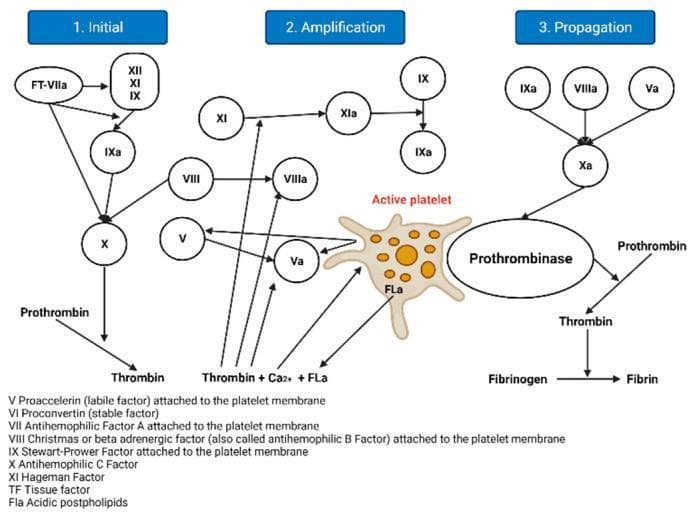 A pathophysiology diagram illustrating the cell-based molecular model of the human coagulation cascade. The flowchart is organized into three sequential phases: 1. Initial, 2. Amplification, and 3. Propagation. In the 'Initial' phase, the Tissue Factor-Factor VIIa (FT-VIIa) complex activates Factors XII, XI, IX, and X, leading to small amounts of Thrombin production from Prothrombin. The 'Amplification' phase focuses on the positive feedback loops where Thrombin, Calcium (Ca2+), and acidic phospholipids (FLa) activate Factor XI to XIa, Factor VIII to VIIIa, and Factor V to Va on the surface of an 'Active platelet,' depicted as an irregular cell with pseudopodia and internal granules. The 'Propagation' phase shows the assembly of the Prothrombinase complex (Factors IXa, VIIIa, Va, and Xa), which catalyzes the massive conversion of Prothrombin to Thrombin, ultimately leading to the transformation of Fibrinogen into a stable Fibrin clot. The diagram uses standard Roman numeral nomenclature for clotting factors and highlights the pivotal role of platelets as a catalytic surface for enzymatic reactions in secondary hemostasis.