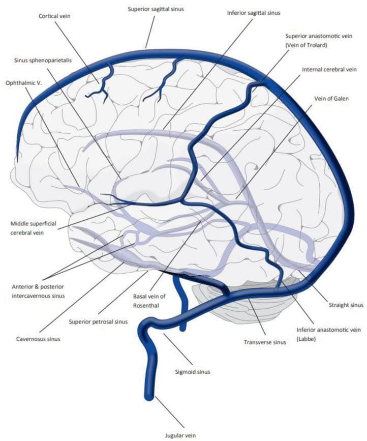 This medical anatomical diagram provides a lateral view of the human brain, illustrating the complex organization of the cerebral dural venous sinuses and deep cerebral veins. The illustration highlights the superficial and deep drainage systems through a network of blue-colored vessels overlaid on a stylized brain outline. Key structures labeled include the superior sagittal sinus along the longitudinal fissure, cortical veins, the inferior sagittal sinus, and the straight sinus leading to the vein of Galen. Anastomotic pathways are represented by the superior anastomotic vein (Vein of Trolard) and the inferior anastomotic vein (Vein of Labbé). The inferior drainage components shown include the cavernous sinus, anterior and posterior intercavernous sinuses, sphenoparietal sinus, ophthalmic vein, superior petrosal sinus, and the sigmoid sinus draining into the jugular vein. Deep structures like the basal vein of Rosenthal and internal cerebral veins are also depicted. This diagram serves as an educational reference for understanding cerebral venous anatomy, which is clinically significant for diagnosing conditions such as cerebral venous sinus thrombosis (CVST).