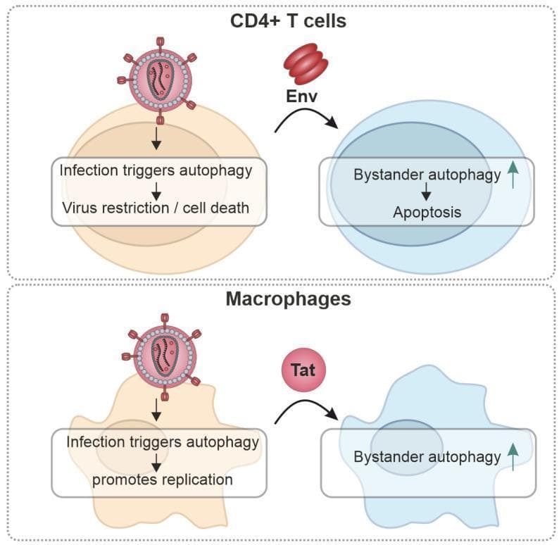 This pathophysiology diagram illustrates the cell-type-specific roles of autophagy during HIV-1 infection in CD4+ T cells and Macrophages. The diagram is divided into two horizontal sections. The top section (CD4+ T cells) shows that direct infection triggers an antiviral autophagy response, leading to virus restriction and cell death. Simultaneously, released viral Envelope (Env) proteins interact with uninfected 'bystander' CD4+ T cells, inducing bystander autophagy and subsequent apoptosis. The bottom section (Macrophages) depicts a contrasting mechanism: in these cells, infection-triggered autophagy is hijacked to promote viral replication rather than restriction. Additionally, secreted Tat proteins are shown modulating autophagy in bystander macrophages. The HIV-1 virion is represented as a spherical particle with surface envelope trimers and a central cone-shaped capsid. The figure highlights the dual nature of autophagy as both a host defense mechanism in lymphoid cells and a proviral pathway in myeloid cells, emphasizing clinical concepts of immune depletion and viral persistence.