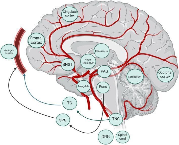 Hugging Face pmc clinical VQA raw