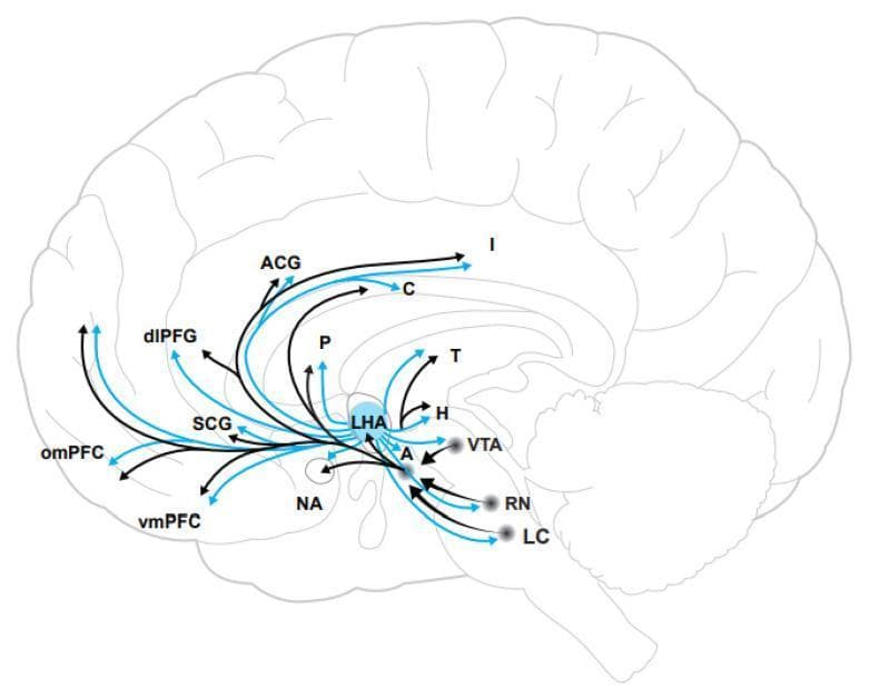 This medical illustration is a sagittal-view anatomical diagram of the human brain, serving as a functional map of the orexinergic system. The diagram highlights the lateral hypothalamus (LHA) as a central origin point for orexin-producing neurons. Using a color-coded arrow system, the schematic demonstrates the extensive neural projections to various cortical and subcortical regions involved in reward processing and hedonic tone. Blue arrows specifically denote orexin projections, while black arrows represent hypothesized modulation pathways. Key anatomical targets depicted include cortical regions such as the anterior cingulate cortex (ACG), dorsolateral prefrontal cortex (dlPFG), orbitomedial and ventromedial prefrontal cortex (omPFC, vmPFC), and the insula (I). Subcortical targets include the nucleus accumbens (NA), ventral tegmental area (VTA), amygdala (A), thalamus (T), and brainstem nuclei like the raphe nucleus (RN) and locus coeruleus (LC). This diagram is designed for educational use in neurobiology and psychiatry to illustrate the interplay between the hypothalamus and the limbic-cortical-striatal-pallidal-thalamic circuits in regulating mood and motivation.