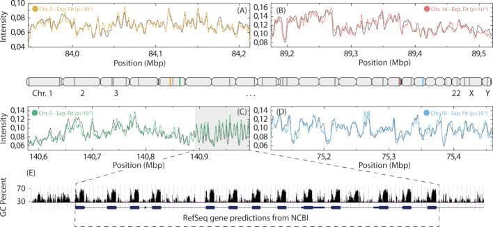 This scientific figure illustrates the mapping of experimental optical DNA barcodes to the human genome using a competitive binding assay. The central element is a schematic ideogram of the human karyotype (Chr 1-22, X, Y), showing the genomic distribution of mapped molecules. Panels A-D provide high-resolution intensity plots for specific segments on Chromosomes 5, 16, and 18. Each plot displays experimental intensity data (colored lines: yellow, red, green, blue) overlaid with theoretical fits (grey lines) across genomic positions measured in megabase pairs (Mbp). The y-axis represents signal intensity, where variations reflect sequence-specific binding patterns of YOYO-1 and netropsin. Panel C contains a shaded grey region indicating a highly repetitive sequence, which is further analyzed in Panel E. Panel E demonstrates the clinical and genomic relevance by correlating these intensity patterns with RefSeq gene predictions (blue bars) and local GC content percentage (black peaks). The data highlights the utility of optical DNA mapping (ODM) in identifying large-scale genomic structures, repetitive regions like the Protocadherin Alpha gene cluster, and potential structural variations that may be missed by traditional sequencing.