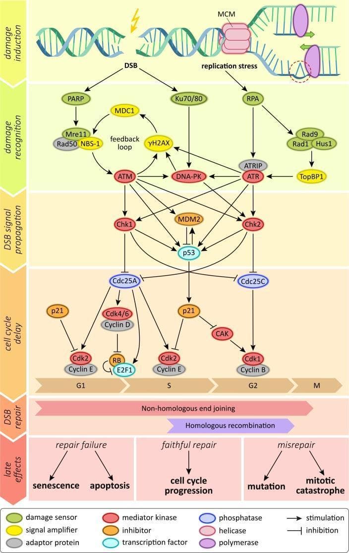 This pathophysiology diagram illustrates the comprehensive molecular signaling network of the human DNA damage response (DDR). The schematic is organized into temporal and functional stages: damage induction, damage recognition, DSB signal propagation, cell cycle delay, DSB repair, and late effects. The initial phase identifies two primary triggers: ionizing radiation causing double-strand breaks (DSBs) and replication stress involving stalled replication forks with MCM complexes. The signaling cascade categorizes molecules by color-coded functions, including damage sensors (e.g., PARP, Ku70/80, MRN complex), signal amplifiers (e.g., γH2AX, MDC1, TopBP1), and central mediator kinases (ATM, ATR, DNA-PK). These kinases activate downstream effectors Chk1 and Chk2, which regulate cell cycle checkpoints (G1, S, G2) by inhibiting Cdc25 phosphatases and activating p53-mediated p21 inhibition of Cyclin/Cdk complexes. The diagram concludes with repair pathways—Non-homologous end joining (NHEJ) and Homologous recombination (HR)—and their potential biological outcomes: faithful repair leading to cell cycle progression, repair failure leading to senescence or apoptosis, and misrepair leading to mutations or mitotic catastrophe.