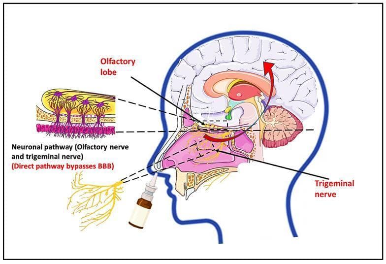 This medical illustration depicts the nose-to-brain drug delivery route, an anatomical pathway used to bypass the blood-brain barrier (BBB). The primary diagram shows a sagittal section of the human head, highlighting a nasal spray bottle administering a drug into the nasal cavity. Red arrows indicate the transport of therapeutics through two main neuronal pathways: the olfactory nerve pathway leading to the olfactory lobe and the trigeminal nerve pathway. An anatomical inset provides a microscopic view of the olfactory neuronal pathway, detailing the cellular arrangement of the olfactory epithelium. It shows columnar epithelial cells, olfactory sensory neurons with dendrites extending into the nasal mucosa, and axons projecting superiorly through the cribriform plate into the olfactory bulb. The diagram emphasizes the direct connection between the nasal mucosa and central nervous system structures, including the brainstem and olfactory lobe. This educational visual is used in pharmacology and neurobiology to explain non-invasive drug administration techniques for treating neurological disorders like Alzheimer's or Parkinson's disease.