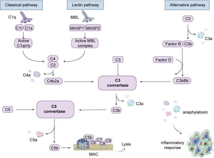 A pathophysiology diagram illustrating the human complement system cascade, organized into three primary activation pathways: Classical, Lectin, and Alternative. The Classical pathway is shown initiating via C1q, C1r, and C1s to form an active C1q/r/s complex. The Lectin pathway begins with MBL and MASP1/2, forming an active MBL complex. Both pathways converge to cleave C4 and C2 into the C4b2a complex. The Alternative pathway depicts the spontaneous cleavage of C3 into C3a and C3b, the latter interacting with Factor B and Factor D to form C3bBb. These processes converge at the central C3 convertase node, which further cleaves C3 into C3a (anaphylatoxin) and C3b. The cascade proceeds to C5 convertase, which cleaves C5 into C5a (anaphylatoxin) and C5b. Terminal events include the assembly of C5b with C6, C7, C8, and C9 to form the Membrane Attack Complex (MAC) embedded in a lipid bilayer, leading to cell lysis. The diagram also highlights the role of C3a and C5a as anaphylatoxins that trigger an inflammatory response involving immune cell recruitment.