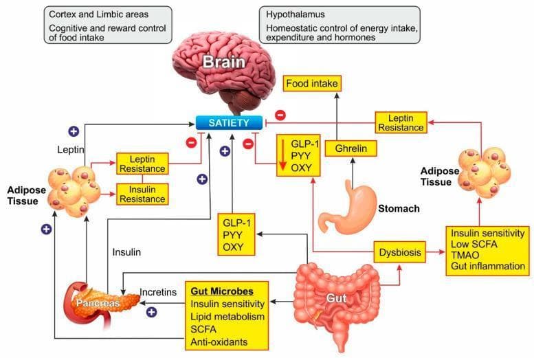 A pathophysiology diagram illustrating the gut-brain-adipose axis in energy homeostasis and obesity. The central components include the brain (specifically the cortex/limbic areas for cognitive reward and the hypothalamus for homeostatic control), stomach, gut (intestines), pancreas, and adipose tissue. Blue pathways indicate positive stimulation and healthy feedback: Leptin (from adipose), Insulin (from pancreas), and gut-derived peptides (GLP-1, PYY, OXY) stimulate the satiety center in the brain, while gut microbes promote insulin sensitivity and short-chain fatty acid (SCFA) production. Red pathways depict the pathophysiology of obesity: Ghrelin from the stomach stimulates food intake and inhibits satiety. Gut dysbiosis is shown triggering gut inflammation, low SCFA levels, and increased TMAO, which lead to insulin and leptin resistance. These resistance states create negative feedback loops that inhibit satiety signaling, further promoting excessive food intake and fat storage. The diagram serves as an educational summary of hormonal and microbial influences on metabolic health.