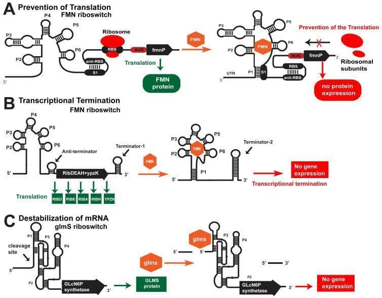 A comprehensive pathophysiology diagram illustrating three cis-acting riboswitch mechanisms for bacterial gene regulation. Section A (Prevention of Translation) depicts the FMN riboswitch; in the absence of FMN, the Ribosome Binding Site (RBS) is accessible for translation of the fmnP gene. In the presence of FMN, the metabolite binds the aptamer domain, causing P1 stem formation and anti-RBS hybridization with the RBS, blocking ribosomal subunits and preventing protein expression. Section B (Transcriptional Termination) shows the ribD operon; low FMN levels allow for an anti-terminator structure and full polycistronic mRNA transcription (RIBD-YPZK). High FMN levels trigger Terminator-2 formation via P1 stabilization, resulting in premature transcriptional termination and no gene expression. Section C (Destabilization of mRNA) illustrates the glmS ribozyme; absence of glucosamine-6-phosphate (glmS) allows GLMS synthetase expression, while ligand binding induces ribozyme self-cleavage at a specific site, destabilizing the mRNA and silencing gene expression. These mechanisms represent potential targets for novel antibacterial agents.