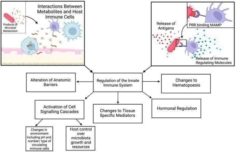 A pathophysiology diagram illustrating the regulatory mechanisms of the innate immune system influenced by the microbiome. Centered on the term 'Regulation of the Innate Immune System,' the chart branches into several key physiological modulators: Alteration of Anatomic Barriers, Activation of Cell Signaling Cascades (leading to host control over microbiota and changes in the local environment/pH), Changes to Tissue-Specific Mediators, Hormonal Regulation, and Changes to Hematopoiesis. Two detailed inset panels provide cellular-level context. The left panel depicts 'Interactions Between Metabolites and Host Immune Cells,' showing products of microbial metabolism interacting with various immune cell types above an epithelial barrier. The right panel demonstrates the molecular interaction between a microbe and an immune cell, specifically highlighting a Microbe-Associated Molecular Pattern (MAMP) binding to a Pattern Recognition Receptor (PRR). This binding event is shown to trigger the 'Release of Antigens' and the 'Release of Immune Regulating Molecules.' The diagram serves as an educational summary of how commensal or pathogenic microbes provide synergistic signals that maintain immune homeostasis and functionality.