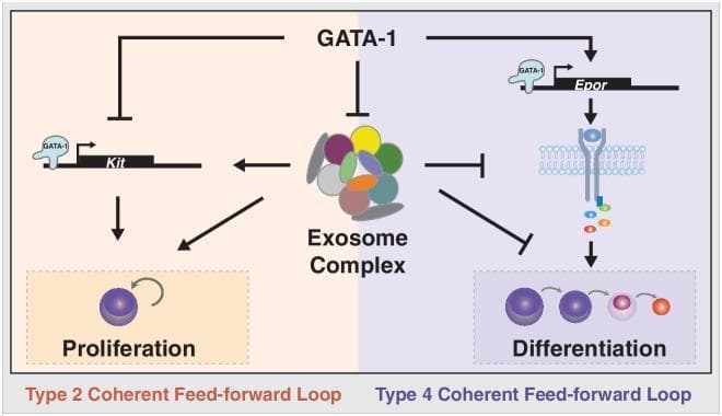 This pathophysiology diagram illustrates the regulatory signaling pathways governing the balance between erythroid precursor proliferation and differentiation. The visual is divided into two thematic sections: a peach-colored 'Proliferation' panel on the left and a light purple 'Differentiation' panel on the right. Centrally, GATA-1 acts as a master regulator. On the proliferation side, GATA-1 inhibits the expression of Kit, while the Exosome Complex positively influences Kit transcription, maintaining a 'Type 2 Coherent Feed-forward Loop' for self-renewal. On the differentiation side, GATA-1 promotes the expression of EpoR (Erythropoietin Receptor), which activates downstream signaling to drive erythroid maturation. The Exosome Complex is shown to inhibit differentiation and EpoR signaling; however, GATA-1 also represses the Exosome Complex subunits, thereby lifting this inhibition to facilitate maturation. This 'Type 4 Coherent Feed-forward Loop' orchestrates the developmental switch from SCF-induced Kit signaling to pro-differentiation Epo signaling during erythropoiesis.