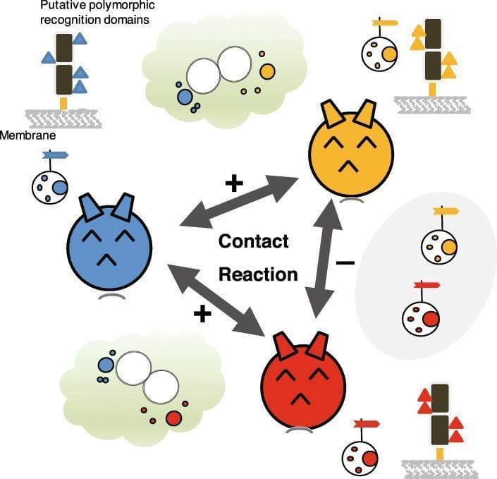 This medical schematic illustrates the mechanism of allorecognition and the contact reaction (CR) process, which serves as an evolutionary model for innate immunity. The diagram depicts three distinct hemocytes (represented as colored circular cells: blue, yellow, and red) and their interactions. At the molecular level, the image highlights 'putative polymorphic recognition domains'—represented by small triangles of varying colors and patterns—located on membrane-bound self-marker proteins (HrSMLP1). A positive contact reaction (+), characterized by cellular activation, de-vacuolation, and pigment formation, is shown when cells with mismatched polymorphic patterns (e.g., blue vs. yellow or blue vs. red) interact. In contrast, a negative reaction (-) occurs between individuals with similar or identical recognition domain patterns (e.g., yellow vs. red in this specific illustrative context), suggesting self-compatibility. This model provides insight into non-self discrimination mechanisms analogous to vertebrate Natural Killer (NK) cell responses and the 'missing self' hypothesis, focusing on the role of glycoprotein diversity in primitive immune signaling pathways.