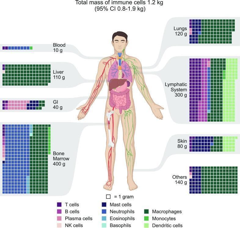 This medical infographic illustrates the distribution of immune cell mass across the human body, totaling approximately 1.2 kg. A central anatomical diagram is surrounded by waffle charts for specific organs and systems, where each square represents 1 gram of immune cells. The charts are color-coded to identify various cell types including T cells, B cells, Plasma cells, NK cells, Mast cells, Neutrophils, Eosinophils, Basophils, Macrophages, Monocytes, and Dendritic cells. Key findings highlighted include the Bone Marrow (400g) as the largest reservoir, dominated by Neutrophils, followed by the Lymphatic System (300g), which is primary composed of T and B Lymphocytes. Significant macrophage populations are visualized in the Lungs (120g) and Liver (110g). Other categorized regions include the Skin (80g), Gastrointestinal (GI) tract (40g), Blood (10g), and 'Others' (140g). This diagram serves as an educational tool for understanding quantitative immunology and the specialized tissue residency of different leukocyte lineages.