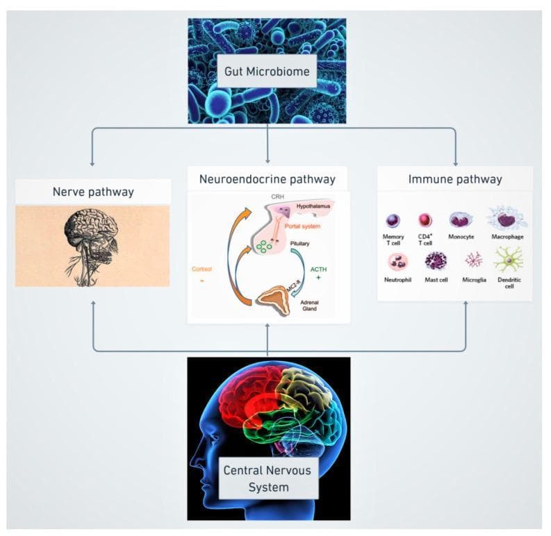 This pathophysiology diagram illustrates the bidirectional communication of the microbiome-gut-brain axis (MGBA) via three primary pathways: Nerve, Neuroendocrine, and Immune. At the top, a microscopic representation of the 'Gut Microbiome' originates signaling that flows downward through three parallel channels. The 'Nerve pathway' is represented by an anatomical illustration of the brain and brainstem. The 'Neuroendocrine pathway' depicts the Hypothalamic-Pituitary-Adrenal (HPA) axis, showing the hypothalamus releasing CRH, the portal system, the pituitary gland releasing ACTH, and the adrenal gland producing cortisol via MC2-R receptors; a cyclical arrow represents the hormonal feedback loop. The 'Immune pathway' displays various immune cells, including memory T cells, CD4+ T cells, monocytes, macrophages, neutrophils, mast cells, microglia, and dendritic cells. All three pathways converge at the 'Central Nervous System' (CNS) at the bottom, represented by a colorful lateral-view brain scan. The diagram demonstrates the integration of microbiological, hormonal, and immunological signals in human physiological regulation and disease mechanisms.