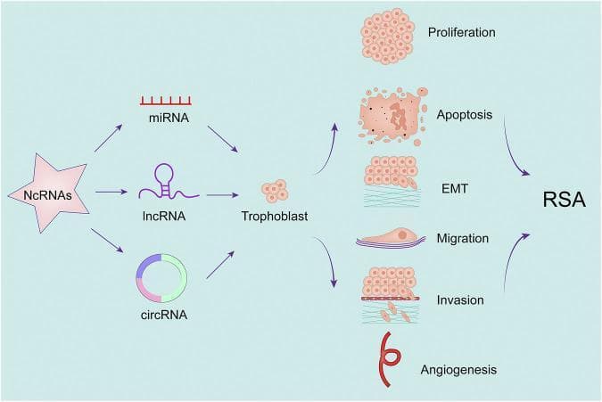 A pathophysiology diagram illustrating the regulatory role of non-coding RNAs (ncRNAs) on placental trophoblast function and their clinical association with Recurrent Spontaneous Abortion (RSA). The flow begins on the left with three types of ncRNAs—miRNA (linear structure), lncRNA (hairpin loop), and circRNA (circular loop)—which are shown to target and modulate Trophoblast cells. The diagram then delineates six downstream cellular and physiological processes: Proliferation, Apoptosis, Epithelial-Mesenchymal Transition (EMT), Migration, Invasion, and Angiogenesis. These processes are represented by distinct icons, such as a dense cell cluster for proliferation, fragmented cells for apoptosis, and a looping vessel for angiogenesis. The visual logic utilizes directional arrows to link these biological changes to RSA. Specifically, increased apoptosis and altered migration are directly linked to RSA with pointing arrows, while proliferation, EMT, invasion, and angiogenesis are shown with arrows curving away, suggesting that the inhibition or dysfunction of these processes contributes to the pathology of recurrent abortion.
