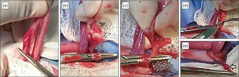 This sequence of five clinical photographs (labeled a-e) illustrates a surgical knot-making technique on the ovarian arteriovenous complex (OAVC), typically performed during feline ovariohysterectomy. Panel (a) shows the initial clamping and preparation of the suspensory ligament. In panel (b), a curved Halsted hemostatic forceps is used to rotate the OAVC on its own axis, creating the structure for an autologous knot. Panel (c) demonstrates the use of the clamp tip to secure and complete the knotting maneuver. In panel (d), a scalpel is visible performing the section of the ovarian pedicle distal to the knot. The final panel (e) shows the completed, secure knot (indicated by an arrow), providing hemostasis for the remaining pedicle stump without the need for traditional suture material. The images highlight the interaction between metal surgical instruments and the vascular tissue, demonstrating the deformation and compression necessary to achieve mechanical occlusion of the vessels.