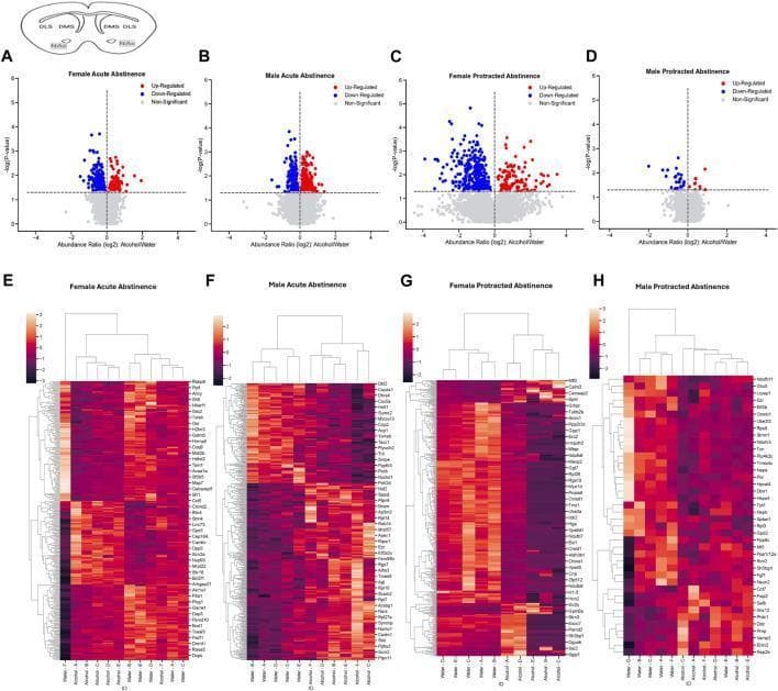 This composite figure presents proteomic analysis of the mouse nucleus accumbens (NAc) following alcohol exposure and subsequent abstinence. The image is organized into two rows. The top row (A-D) features four volcano plots mapping protein abundance changes (Alcohol/Water ratio) against statistical significance (-log10 p-value). Red dots signify up-regulated proteins, blue dots indicate down-regulated proteins, and gray dots represent non-significant changes across four experimental groups: Female Acute Abstinence (A), Male Acute Abstinence (B), Female Protracted Abstinence (C), and Male Protracted Abstinence (D). The bottom row (E-H) displays corresponding heatmaps and hierarchical clustering dendrograms for the same four groups. These clusterplots visualize the differential protein expression profiles, with rows labeled by specific GeneIDs and columns representing individual samples. A color scale indicates intensity of protein abundance. This visual data illustrates sex-based and temporal differences in the striatal proteome, highlighting significant protein alterations during different stages of alcohol withdrawal.