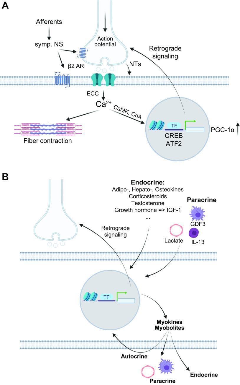 A two-panel (A and B) pathophysiology diagram illustrating motor neuron signaling, excitation-contraction coupling (ECC), and (neuro)endocrine skeletal muscle responses. Panel A depicts the neuromuscular junction where an action potential triggers ECC and the release of intramyocellular calcium (Ca2+), leading to myofiber contraction. It also shows Ca2+ activating signaling pathways (CaMK, CnA) that modulate transcriptional factors (CREB, ATF2) and the coactivator PGC-1̑ in the nucleus, alongside retrograde feedback to the motor neuron via neurotrophic factors (NTs). Adrenergic signaling through ̒2-adrenoreceptors (̒2 AR) from the sympathetic nervous system is also represented. Panel B focuses on 'exerkines,' showing the secretion of myokines and myobolites from the muscle cell. It classifies signaling effects as autocrine, paracrine (e.g., GDF3, IL-13, Lactate), and endocrine. Endocrine factors listed include adipokines, hepatokines, osteokines, corticosteroids, testosterone, and growth hormone-regulated IGF-1, highlighting the systemic coordination between muscle, liver, adipose, and bone tissues during contractile activity.