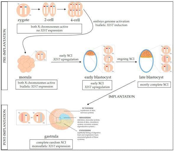 This embryology diagram illustrates the process of X chromosome inactivation (XCI) in a human female embryo from the pre-implantation stages to post-implantation gastrulation. The timeline begins with the zygote, progressing through 2-cell, 4-cell, and morula stages, where both the maternal (Xm) and paternal (Xp) X chromosomes are active and biallelic XIST expression begins. The transition to early and late blastocysts shows the initiation of random XCI, visualized by red or blue shading on one of the X chromosome representations to signify dampening or silencing. After implantation, the diagram depicts the gastrula stage where complete random XCI and monoallelic XIST expression are established. The gastrula is color-coded to show the three primary germ layers: ectoderm (epidermis, nervous system), mesoderm (skeletal, muscular, circulatory systems), and endoderm (epithelial lining of digestive and respiratory tracts). The illustration serves as an educational model for epigenetic dosage compensation and lineage-specific XCI maintenance during early human development.