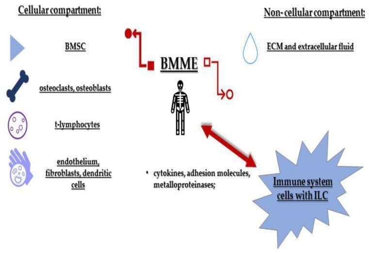This medical schematic illustrates the components of the Bone Marrow Microenvironment (BMME), specifically in the context of Multiple Myeloma and Innate Lymphoid Cell (ILC) interaction. The diagram is divided into two primary sections: the 'Cellular compartment' and the 'Non-cellular compartment'. The cellular compartment includes bone marrow stromal cells (BMSC), osteoclasts/osteoblasts, t-lymphocytes, and a group consisting of endothelium, fibroblasts, and dendritic cells. The non-cellular compartment includes the extracellular matrix (ECM) and extracellular fluid. Central to the diagram is the BMME acronym, represented by a skeletal icon, indicating its anatomical location. A large bidirectional red arrow depicts a dynamic interaction between the BMME and 'Immune system cells with ILC'. This interaction involves key molecular mediators such as cytokines, adhesion molecules, and metalloproteinases. The figure emphasizes the complex signaling pathways and crosstalk between the bone marrow's structural and immune components that maintain tissue homeostasis or contribute to oncogenic progression in hematologic malignancies.