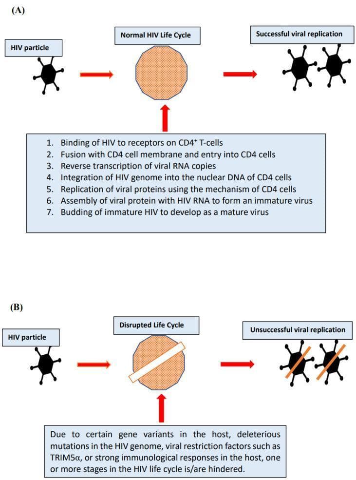 Educational comparison diagram illustrating the mechanism of HIV viral suppression in elite controllers and long-term nonprogressors. The diagram is divided into two panels: (A) Normal HIV Life Cycle and (B) Disrupted Life Cycle. Panel A shows a single HIV virion entering a CD4+ T-cell, undergoing a seven-step replication process (binding, fusion, reverse transcription, integration, replication, assembly, and budding), resulting in successful viral replication represented by multiple mature HIV particles. Panel B depicts the same initial process but features a diagonal white bar over the CD4+ T-cell (labeled 'Disrupted Life Cycle') and two HIV particles marked with red 'X' symbols (labeled 'Unsuccessful viral replication'). The text in Panel B explains that inhibition occurs due to host genetic variants, deleterious viral mutations, viral restriction factors (e.g., TRIM5Ξ±), or strong immunological responses. This infographic serves as a medical educational tool to differentiate between typical viraemic progression and the nonprogressive phenotype found in unique HIV-infected cohorts.