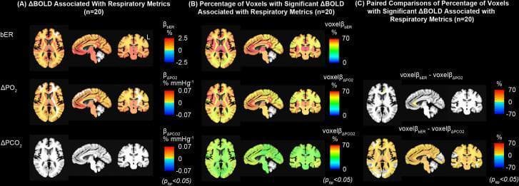 Educational diagnostic image demonstrating group statistical parametric maps (n=20) from an fMRI study. The figure illustrates the regional association between Blood Oxygen Level Dependent (BOLD) signal changes (ΔBOLD) and respiratory gas exchange (RGE) metrics: breath exchange ratio (bER), change in partial pressure of oxygen (ΔPO2), and change in partial pressure of carbon dioxide (ΔPCO2). Panel (A) displays group maps of regional ΔBOLD per unit change of these metrics (β values), showing widespread positive associations for bER and ΔPO2, while ΔPCO2 shows minimal significant association. Panel (B) presents the percentage of voxels with significant ΔBOLD associations, highlighting a higher density (over 50%) in gray matter regions for bER and ΔPO2 compared to white matter and compared to ΔPCO2. Panel (C) provides paired comparisons, specifically showing significant differences between bER and ΔPCO2 across subcortical regions and the brainstem. Color scales represent magnitude and percentage, with statistical significance corrected at pfdr < 0.05. The maps include axial, sagittal, and coronal anatomical views to demonstrate spatial distribution across the brain.