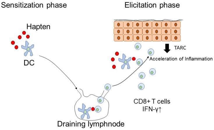 This pathophysiology diagram illustrates the two phases of a Type IV delayed hypersensitivity reaction in the skin: sensitization and elicitation. On the left, the 'Sensitization phase' shows haptens (small red circles) being captured by a cutaneous dendritic cell (DC), represented as a blue star-shaped cell. An arrow indicates the migration of this DC into a draining lymph node, where it presents the antigen to induce specific effector cells. On the right, the 'Elicitation phase' depicts a subsequent exposure under the epidermis (shown as cuboidal cells). Re-exposure triggers dendritic cell activation and the recruitment of CD8+ T cells and lymphocytes. Key molecular markers involved in the acceleration of inflammation are highlighted, including TARC (thymus and activation-regulated chemokine) and elevated IFN-γ (interferon-gamma). The diagram serves as an educational model for understanding the immune mechanisms behind allergic drug eruptions and contact dermatitis, emphasizing the progression from initial antigen recognition in lymph nodes to the localized cytotoxic inflammatory response in peripheral tissues.