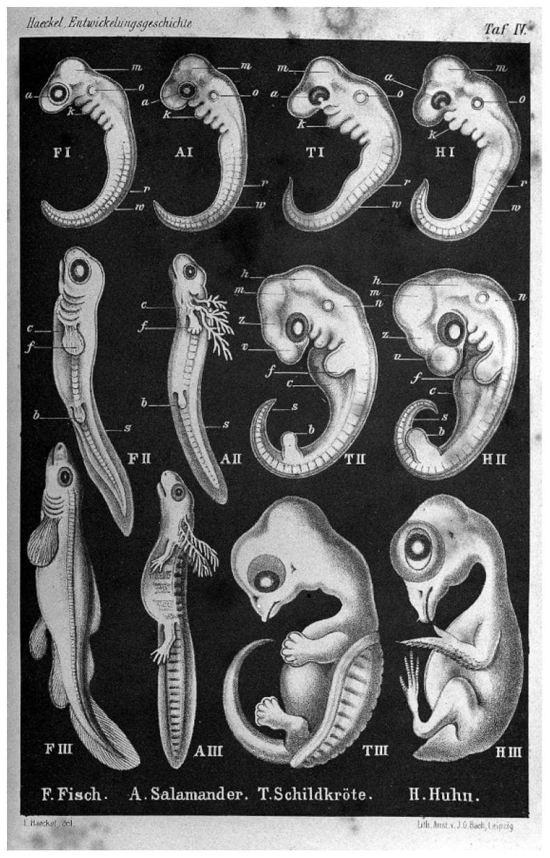 This historical comparative embryology diagram, originally by Ernst Haeckel, illustrates the developmental stages of four different vertebrate species: fish (F), salamander (A), turtle (T), and chicken (H). The visual is organized into three horizontal rows representing chronological stages of embryonic development (I, II, and III). The first row (top) demonstrates the concept of generative entrenchment, highlighting striking morphological similarities between the pharyngula stages of distal vertebrate classes. Key shared features include a curved body plan, prominent cephalic regions with developing eye structures, branchial arches (gill slits), and segmented somites along the dorsal-ventral axis. The subsequent rows (middle and bottom) depict progressive morphological divergence as species-specific traits emerge. The final stage (bottom row) clearly distinguishes the mature embryonic forms: the fish (FIII) with fins, the salamander (AIII) with external gills and limbs, the turtle (TIII) with a developing carapace and limbs, and the bird (HIII) with a distinct beak and avian limb structure. This illustration serves as a foundational educational resource for understanding comparative vertebrate anatomy, evolutionary biology, and the historical 'ontogeny recapitulates phylogeny' hypothesis.