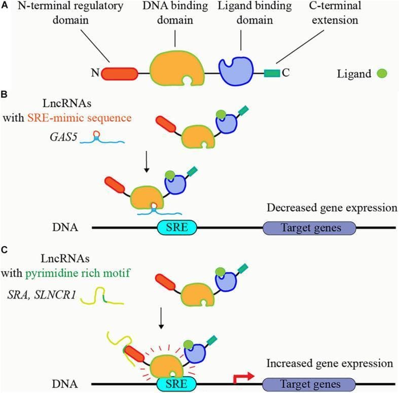 This pathophysiology diagram illustrates the regulatory mechanisms of long non-coding RNAs (lncRNAs) on steroid receptor signaling pathways. Part A depicts the domain architecture of a typical steroid receptor, showing the N-terminal regulatory domain, a central DNA-binding domain (DBD), a ligand-binding domain (LBD), and a C-terminal extension. Part B demonstrates a mechanism of transcriptional repression where lncRNAs containing steroid receptor responsive element (SRE)-mimic sequences, such as GAS5, competitively bind to the receptor's DBD. This prevents the receptor from docking at the genomic SRE site on DNA, leading to decreased target gene expression. Part C illustrates transcriptional activation where lncRNAs with pyrimidine-rich motifs, such as SRA and SLNCR1, bind to the N-terminal regulatory domain. This interaction facilitates or stabilizes the binding of the steroid receptor-ligand complex to the DNA SRE site, resulting in increased expression of downstream target genes. The diagram utilizes color-coded shapes and arrows to map molecular interactions and their resulting genomic outcomes, serving as an educational resource for molecular biology and endocrinology.