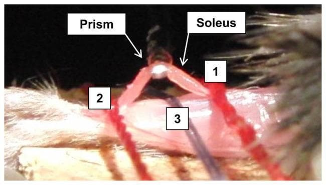 This clinical specimen photograph demonstrates an experimental setup for in vivo biomechanical testing and sarcomere imaging of a mouse soleus muscle. The image features a thin, reddish, elongated isolated soleus muscle bundle positioned over a 0.5-mm optical prism. The prism, integrated with a force microscope system, acts as a central support and light source interface to visualize muscle microstructure. The muscle bundle is anchored by red surgical sutures at three strategic locations to maintain tension and stability: labels '1' and '2' indicate sutures flanking the prism that secure the muscle bundle, while label '3' denotes a suture at the midpoint anchoring the limb to the testing platform. This setup is designed to quantify sarcomere length and passive muscle tension during lifting steps, facilitating the study of musculoskeletal changes post-stroke. The visual emphasizes the relationship between the anatomical structure (soleus), the diagnostic tool (prism), and the stabilizing elements (sutures) required for high-precision physiological measurement.