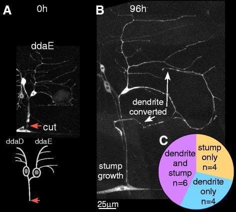 This composite educational graphic illustrates neuronal axon regeneration using Drosophila Class I ddaE sensory neurons as a biological model for neural injury and repair. Panel A presents a 0-hour baseline confocal image and schematic showing the site of distal axotomy (red arrow), located at least 20 μm from the cell body. Panel B displays the same neuron at 96 hours post-injury, demonstrating two simultaneous regenerative mechanisms: 'stump growth' from the original axotomy site and 'dendrite conversion,' where an existing dendrite has transformed into a functional axon. Panel C provides a quantitative comparison chart summarizing the outcomes of 14 experimental cases. The distribution shows that 42.8% (n=6) exhibited regeneration from both the stump and dendrite, 28.6% (n=4) showed stump growth only, and 28.6% (n=4) showed dendrite conversion only. This material demonstrates neural plasticity and the capacity for sensory neurons to specify new axonal processes from dendritic structures following significant distal injury.