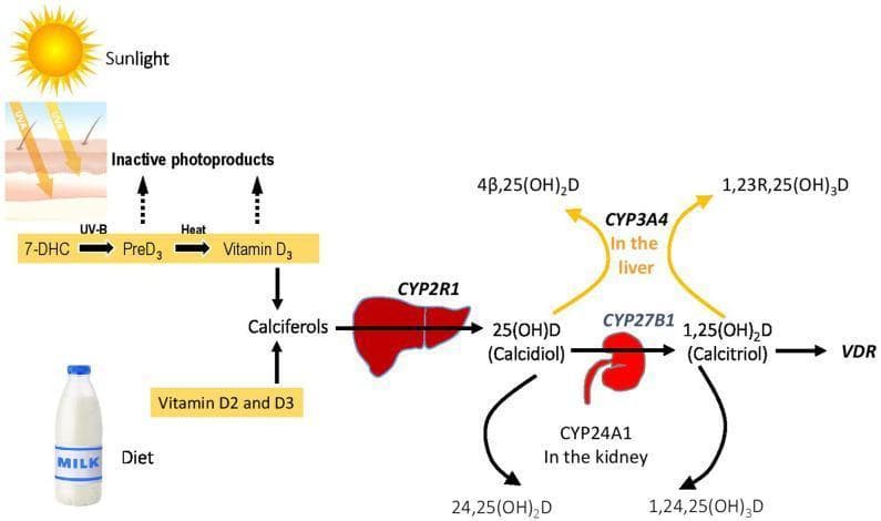 This pathophysiology diagram illustrates the metabolic pathway of Vitamin D homeostasis and its associated genetic enzymes. The process begins with two sources: endogenous synthesis in the skin via Sunlight (UV-B) converting 7-DHC to PreD3 and then to Vitamin D3 (Cholecalciferol) through heat, and dietary intake (Vitamin D2 and D3). These converge into 'Calciferols'. The primary activation pathway shows the liver enzyme CYP2R1 hydroxylating calciferols into 25(OH)D (Calcidiol). This metabolite then moves to the kidney, where CYP27B1 converts it to the active form, 1,25(OH)2D (Calcitriol), which binds to the Vitamin D Receptor (VDR). The diagram also highlights catabolic inactivation pathways: in the kidney, CYP24A1 converts 25(OH)D and 1,25(OH)2D into inactive products (24,25(OH)2D and 1,24,25(OH)3D respectively). In the liver, CYP3A4 facilitates an alternative inactivation route, producing 4β,25(OH)2D and 1,23R,25(OH)3D. Key genes involved in Vitamin D-Dependent Rickets (VDDR) are highlighted in bold, emphasizing the clinical significance of these enzymatic steps in mineral metabolism.