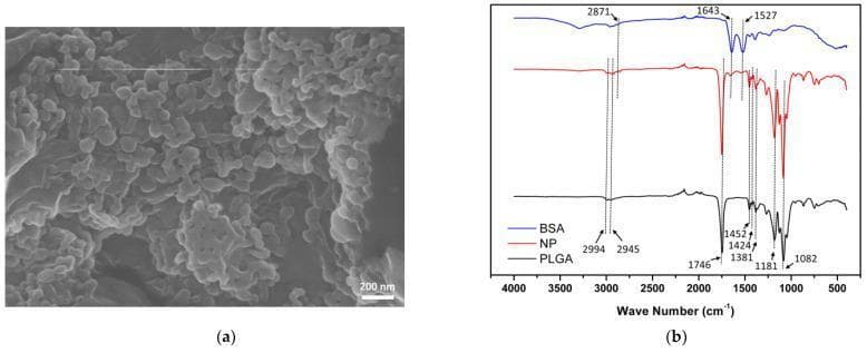 This composite educational graphic illustrates the characterization of a nanoparticle-based drug delivery system. (a) Scanning Electron Microscopy (SEM) image showing bovine serum albumin (BSA)-laden poly(lactic-co-glycolic acid) (PLGA) nanoparticles. The nanoparticles exhibit a predominantly spherical morphology with smooth surfaces; however, significant aggregation is visible, attributed to the freeze-drying process. A 200 nm scale bar is provided for size reference. (b) Attenuated Total Reflectance-Fourier Transform Infrared (ATR-FTIR) spectra comparing pure BSA (blue line), pure PLGA (black line), and BSA-laden PLGA nanoparticles (red line). The PLGA spectrum identifies characteristic monomer sequence peaks at 1381, 1424, and 1452 cm−1, alongside C=O and C-O stretching. The BSA spectrum displays protein-specific amide I (1643 cm−1) and amide II (1527 cm−1) peaks. The nanoparticle (NP) spectrum demonstrates successful encapsulation by incorporating characteristic peaks from both the polymer matrix and the protein cargo. This material is relevant for pharmacology and biomedical engineering studies focused on sustained-release ocular drug delivery.