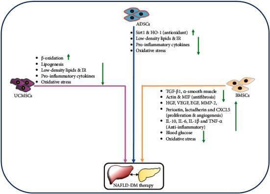 A pathophysiology diagram illustrating the therapeutic mechanisms of three mesenchymal stem cell (MSC) types in the treatment of Non-alcoholic Fatty Liver Disease (NAFLD) and Diabetes Mellitus (DM). The diagram highlights Umbilical Cord-derived MSCs (UCMSCs), Adipose-derived MSCs (ADSCs), and Bone Marrow-derived MSCs (BMSCs). Each cell type is linked to specific molecular and cellular effects indicated by green up and down arrows. UCMSCs are shown to increase beta-oxidation while decreasing lipogenesis, low-density lipids, insulin resistance (IR), pro-inflammatory cytokines, and oxidative stress. ADSCs increase Sirt1 and HO-1 (antioxidant pathways) and decrease lipids, IR, cytokines, and oxidative stress. BMSCs exhibit comprehensive effects: decreasing TGF-beta1 and alpha-SMA (antifibrosis), increasing proliferation and angiogenesis factors (HGF, VEGF, EGF, MMP-2, CXCL5), promoting anti-inflammatory cytokines (IL-10), and reducing blood glucose and oxidative stress. All three pathways converge on 'NAFLD-DM therapy,' represented by a liver and pancreas icon, emphasizing a multi-targeted regenerative approach to metabolic and hepatic restoration.