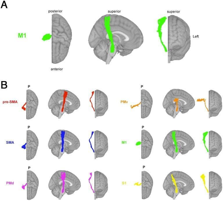This diagnostic diagram presents theory-based biomarkers for neuroimaging research, specifically illustrating white matter fiber tracts associated with sensorimotor functions. The visual is divided into two main panels using MNI (Montreal Neurological Institute) brain templates. Panel A highlights the M1-corticospinal tract (M1-CST) in bright green across axial, sagittal, and coronal projections, showing its pathway from the primary motor cortex through the internal capsule. Panel B displays six distinct sensorimotor tract segmentations from the Sensorimotor Area Tract Template (SMATT), each color-coded for differentiation: pre-supplementary motor area (pre-SMA, red), supplementary motor area (SMA, blue), dorsal premotor cortex (PMd, magenta), ventral premotor cortex (PMv, orange), primary motor cortex (M1, green), and primary sensory cortex (S1, yellow). The sagittal views in Panel B demonstrate the anterior-to-posterior spatial arrangement, where pre-SMA is the most anterior and S1 is the most posterior. This illustration is used in clinical research to calculate lesion load on specific functional tracts, aiding in the prediction of motor recovery and chronic deficits following brain injury or stroke.