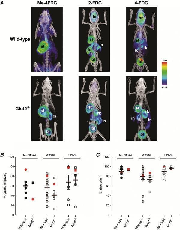 This composite educational graphic details the physiological absorption and distribution of orally delivered glucose PET tracers (Me-4FDG, 2-FDG, and 4-FDG) in wild-type and Glut2−/− mouse models. Section A displays volumetric renderings of co-registered microPET and CT scans, utilizing the NIH intensity scale (red: highest; purple: lowest). Key landmarks include the brain (br), stomach (st), intestine (in), kidneys (lk/rk), and bladder (bl). The images demonstrate differential organ uptake based on tracer substrate specificity: Me-4FDG (SGLT1 selective) shows high gastric retention and minimal brain uptake, while 2-FDG and 4-FDG (GLUT selective) exhibit notable accumulation in the brain and urinary bladder. Section B provides scatter plots showing the percentage of gastric emptying at 60 minutes, revealing high variability (range 15–100%) but no significant difference between genotypes. Section C quantifies intestinal tracer absorption, showing nearly complete absorption for Me-4FDG and 4-FDG, with slightly lower and more variable absorption for 2-FDG. This figure is used in metabolic research to study the roles of SGLT1 and GLUT2 transporters in intestinal glucose absorption.