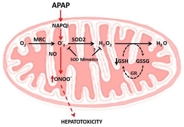 This pathophysiology diagram illustrates the biochemical mechanisms of Acetaminophen (APAP) induced hepatotoxicity within a mitochondrion. The process begins with APAP metabolism into NAPQI, which subsequently triggers the mitochondrial respiratory chain (MRC) to produce superoxide anions (O2.-). The diagram traces two primary pathways for these reactive species: 1) The reaction of O2.- with nitric oxide (NO) to form peroxynitrite (ONOO-), a potent mediator of nitrosative stress leading to hepatotoxicity. 2) The detoxification pathway involving superoxide dismutase 2 (SOD2), which converts O2.- into hydrogen peroxide (H2O2). The H2O2 is further neutralized to water (H2O) via the glutathione system, involving glutathione (GSH), glutathione disulfide (GSSG), and glutathione reductase (GR), though a downward arrow indicates GSH depletion. Pharmacological intervention is represented by SOD mimetics, which are shown to inhibit ONOO- formation, while their secondary effect on increasing H2O2 levels is noted as uncertain with a question mark. This educational visual explains the interplay between oxidative/nitrosative stress and mitochondrial dysfunction in drug-induced liver injury.