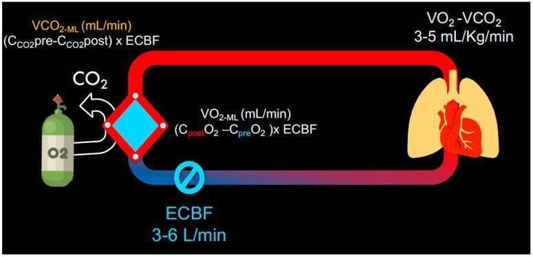 This pathophysiology diagram illustrates the principles of gas exchange in an Extracorporeal Membrane Oxygenation (ECMO) circuit. The schematic depicts a closed-loop system where blood is diverted from the cardiopulmonary system (represented by lung and heart icons) to an extracorporeal membrane lung (ML), shown as a diamond-shaped oxygenator. A color gradient transitions from blue (deoxygenated) to red (oxygenated) as blood passes through the ML. The diagram includes physiological formulas for oxygen consumption (VO2-ML) and carbon dioxide removal (VCO2-ML) by the membrane lung, emphasizing their dependence on the extracorporeal blood flow (ECBF) and the content differences pre- and post-membrane. Key quantitative data include an ECBF range of 3-6 L/min and a metabolic VO2-VCO2 rate of 3-5 mL/kg/min. An oxygen tank icon indicates the exogenous O2 source, while CO2 exit is shown via an arrow. This educational visual is designed for advanced medical learners to understand the mechanical substitution of pulmonary gas exchange and the clinical variables governing ECMO efficiency.