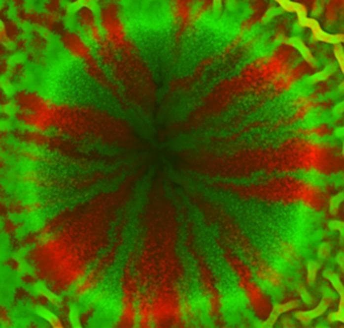 This fluorescence microscopy image demonstrates a time-lapse study of bacterial colony dynamics, specifically highlighting inward-growing growth patterns on an agar surface. Two identical strains of rod-shaped bacteria, likely Escherichia coli or Bacillus subtilis, are visualized using fluorescent protein markers: Red Fluorescent Protein (RFP) and Green Fluorescent Protein (GFP). The image captures an 'aster' structure, characterized by a distinct +1 topological defect. Within the central domain, the bacteria exhibit high radial alignment, forming alternating wedge-like sectors of red and green colonies that converge toward a central dark point devoid of signal. This radial organization is driven by flow-induced alignment and nonlinear velocity profiles occurring during inward growth into a confined circular area. The periphery shows a transition to less ordered, higher-density arrangements with mottled color distributions and filamentous tendrils, reflecting the initial mixed seeding. This visual material is used in microbiology and biophysics education to teach concepts of active matter, bacterial population segregation, and the physical forces governing colony morphology.